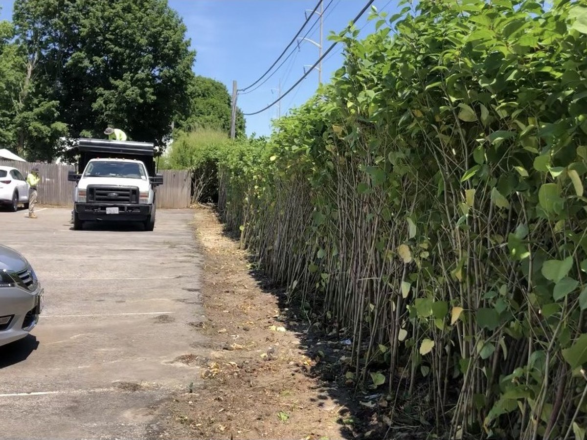 After: overgrown brush cut back along the fence line
